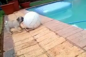 pug_play_ball.jpg