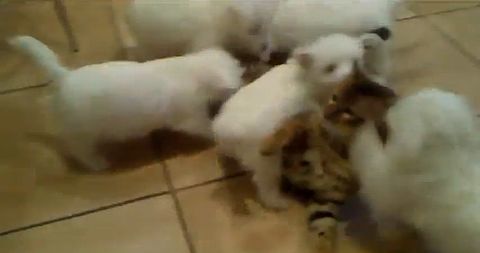 puppies_vs_cat.jpg