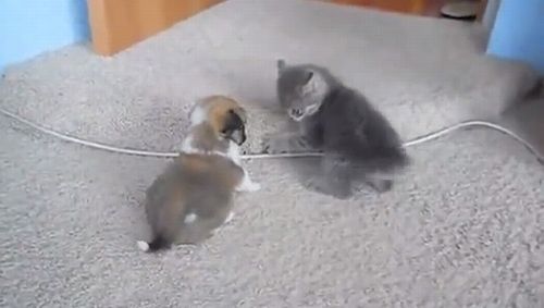 puppy_vs_kitten.jpg