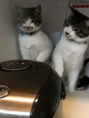 rice_steamer_cat.jpg
