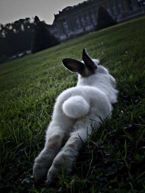 sexy_bunny.jpg