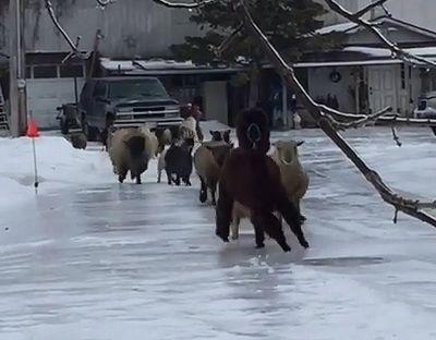 sheeps_on_ice.jpg