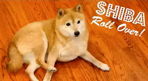 shiba_roll_over.png