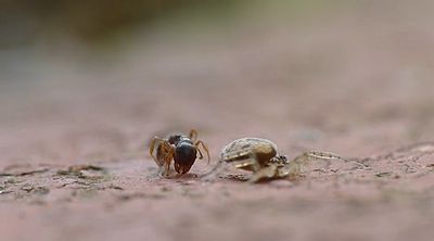 spider_vs_ant.jpg