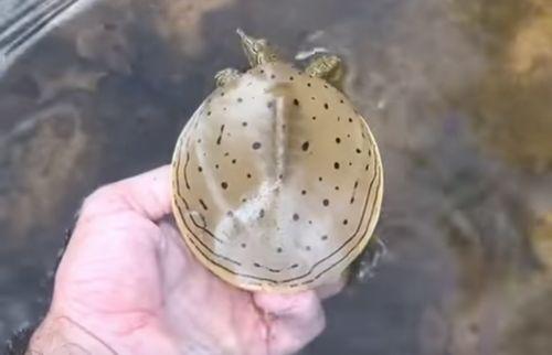 spiny_softshell_turtle.jpg