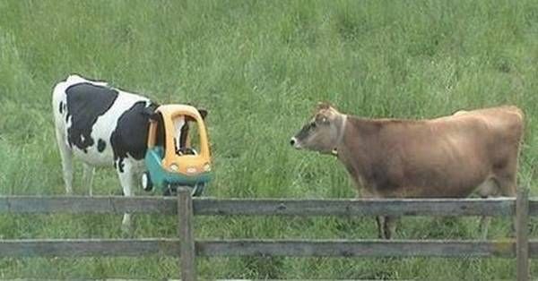 strange_cow.jpg
