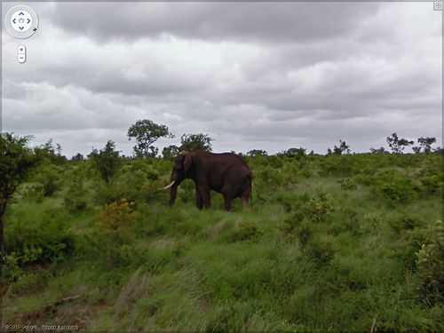 street_view_elephant.jpg