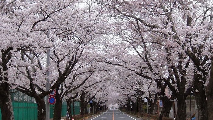 tomioka_sakura03.jpg