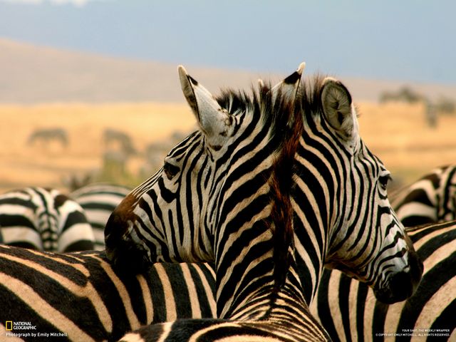 two-headed_zebra.jpg
