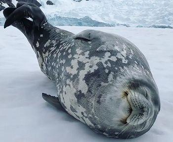 weddell_seal.jpg