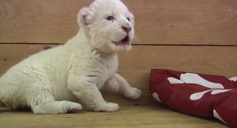 white_lion_baby.jpg